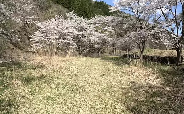 「「盛期突入！」吉田川の渓流釣りで郡上アマゴ40匹超えと絶好調【岐阜】」の画像