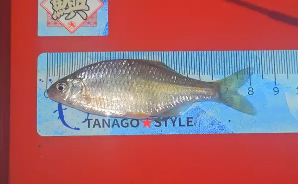 「埼玉・びん沼川で淡水「二刀流」釣りを満喫　タナゴ23尾に50cm級コイも登場」の画像