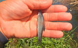 「埼玉・びん沼川で淡水「二刀流」釣りを満喫　タナゴ23尾に50cm級コイも登場」の画像8