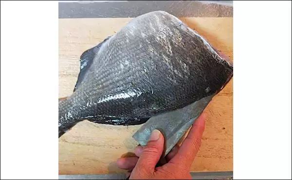 「釣ったゲスト魚で作るレシピ：イスズミのネギみそ　釣り場での下処理がポイント」の画像