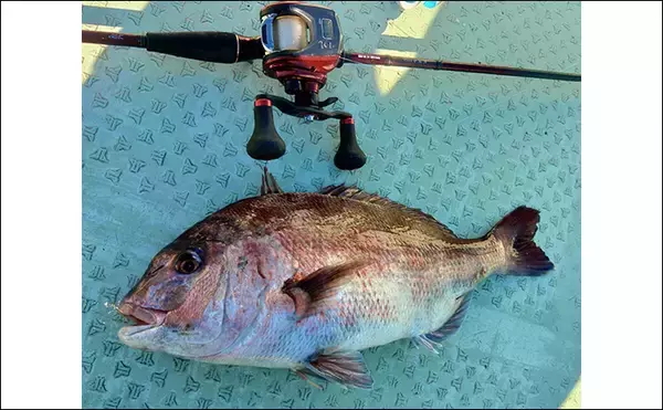「「串本カセ釣りのポテンシャルが炸裂！」 40〜60cmの良型マダイ16匹と大爆釣」の画像