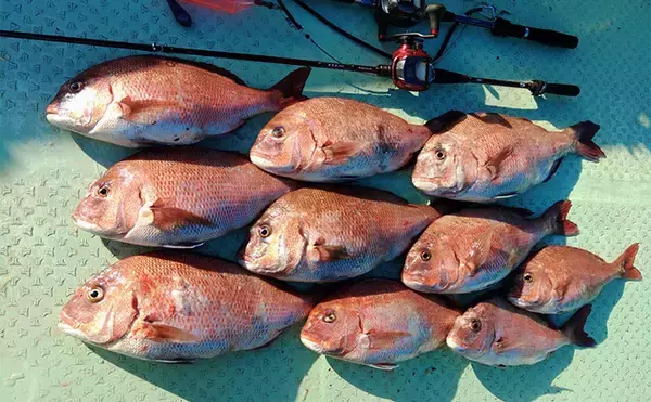 「「串本カセ釣りのポテンシャルが炸裂！」 40〜60cmの良型マダイ16匹と大爆釣」の画像