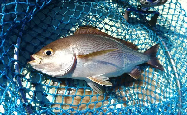 「「串本カセ釣りのポテンシャルが炸裂！」 40〜60cmの良型マダイ16匹と大爆釣」の画像