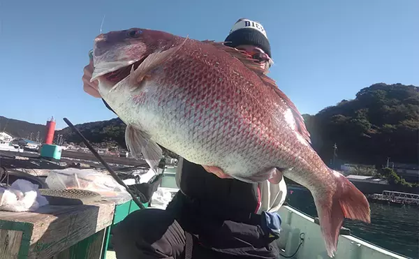 「「串本カセ釣りのポテンシャルが炸裂！」 40〜60cmの良型マダイ16匹と大爆釣」の画像