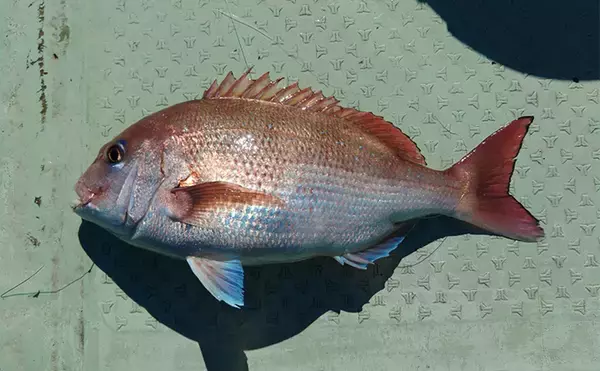 「「串本カセ釣りのポテンシャルが炸裂！」 40〜60cmの良型マダイ16匹と大爆釣」の画像