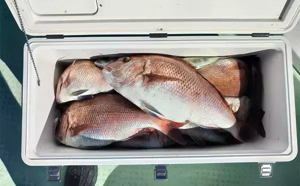 「「串本カセ釣りのポテンシャルが炸裂！」 40〜60cmの良型マダイ16匹と大爆釣」の画像