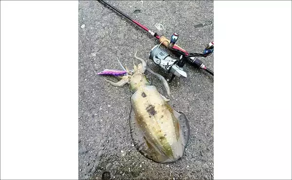 「「春は大型アオリイカの季節！」ナイト＆デイエギングそれぞれの基本戦略を徹底解説」の画像