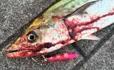「梅雨の大阪湾沿岸ではどんな魚が釣れる？ オススメの釣りターゲットと攻略法を紹介」の画像1