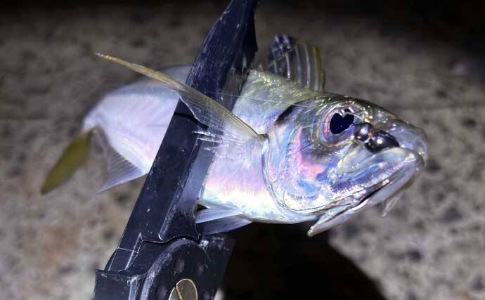 梅雨の大阪湾沿岸ではどんな魚が釣れる？ オススメの釣りターゲットと攻略法を紹介