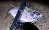 「梅雨の大阪湾沿岸ではどんな魚が釣れる？ オススメの釣りターゲットと攻略法を紹介」の画像2