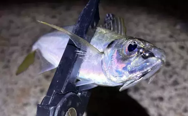 「梅雨の大阪湾沿岸ではどんな魚が釣れる？ オススメの釣りターゲットと攻略法を紹介」の画像