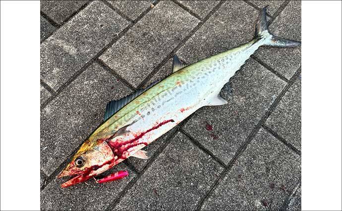 梅雨の大阪湾沿岸ではどんな魚が釣れる？ オススメの釣りターゲットと攻略法を紹介