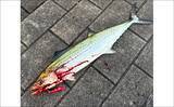 「梅雨の大阪湾沿岸ではどんな魚が釣れる？ オススメの釣りターゲットと攻略法を紹介」の画像3