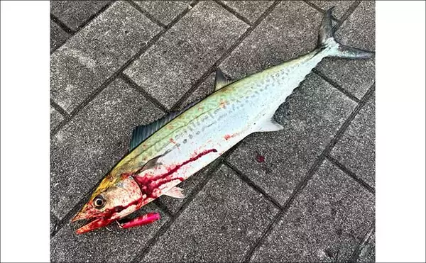 「梅雨の大阪湾沿岸ではどんな魚が釣れる？ オススメの釣りターゲットと攻略法を紹介」の画像