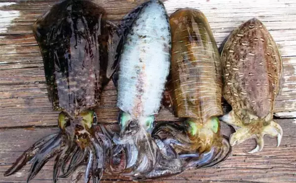 【カカリ釣り最新釣果】イカダでのエギングで良型アオリにコウイカ好捕（三重）