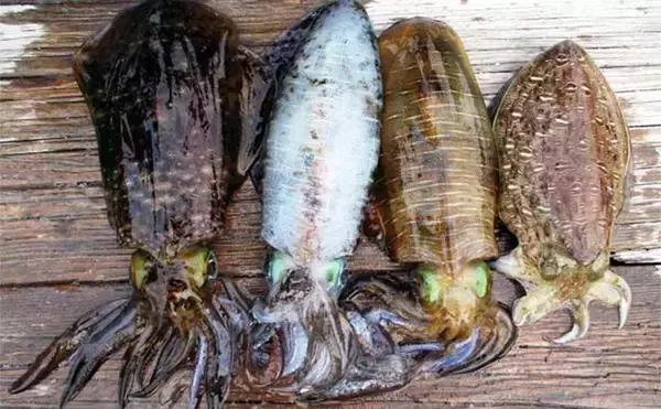 「【カカリ釣り最新釣果】イカダでのエギングで良型アオリにコウイカ好捕（三重）」の画像