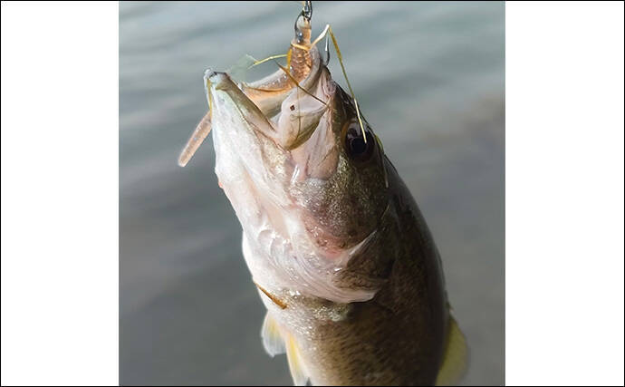 「針のカエシは釣りには不要！」 バーブレスフックの圧倒的なメリットとは？