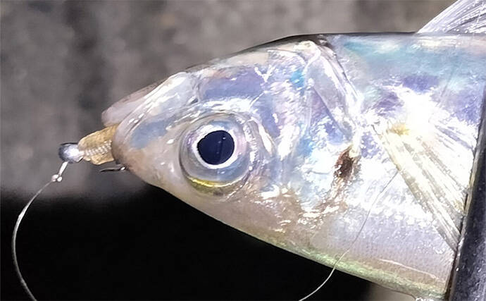 「針のカエシは釣りには不要！」 バーブレスフックの圧倒的なメリットとは？