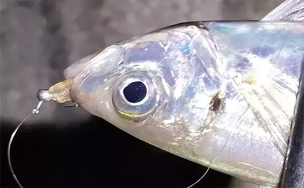 「「針のカエシは釣りには不要！」 バーブレスフックの圧倒的なメリットとは？」の画像