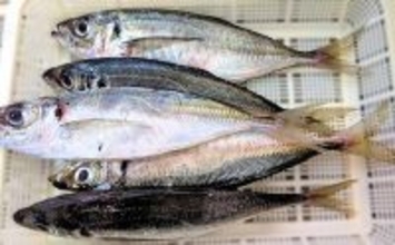 有家港のアジングで良型25cmが連発！【山口】フロートを使った沖目狙いの遠投が奏功