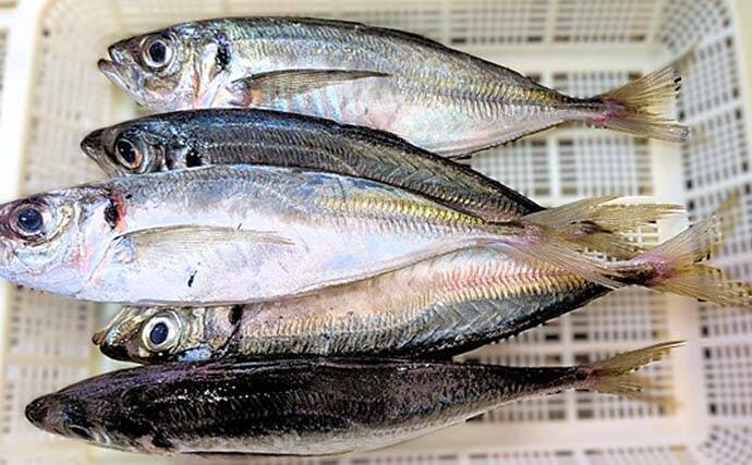 有家港のアジングで良型25cmが連発！【山口】フロートを使った沖目狙いの遠投が奏功