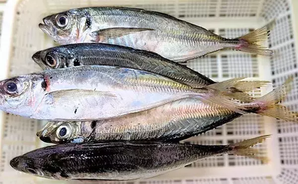 「有家港のアジングで良型25cmが連発！【山口】フロートを使った沖目狙いの遠投が奏功」の画像