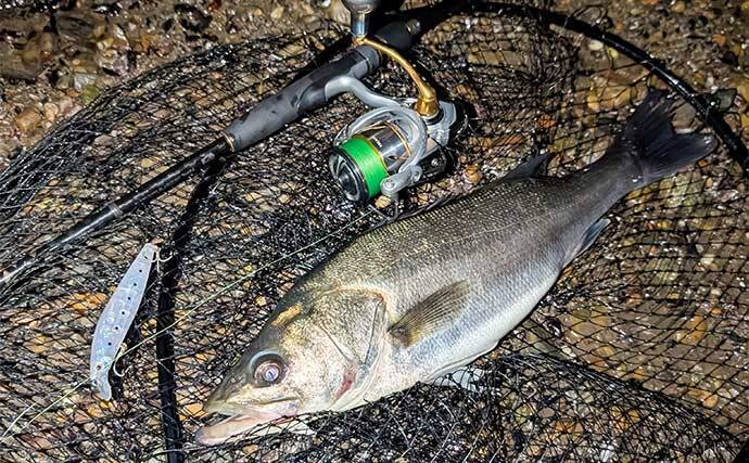 ナイトシーバスゲームで55cm級を手中【愛知・衣浦周辺河川】ベイトが溜まる明暗攻略がカギ