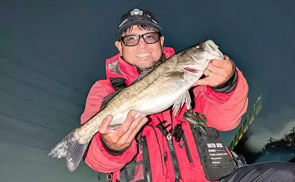 「ナイトシーバスゲームで55cm級を手中【愛知・衣浦周辺河川】ベイトが溜まる明暗攻略がカギ」の画像