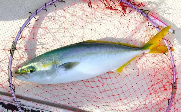 シーズン最後のジギング釣行でハマチをキャッチ！【明石沖】今シーズンは苦戦続き