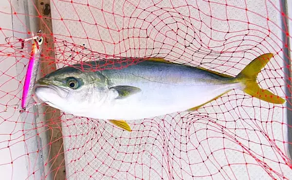 「シーズン最後のジギング釣行でハマチをキャッチ！【明石沖】今シーズンは苦戦続き」の画像