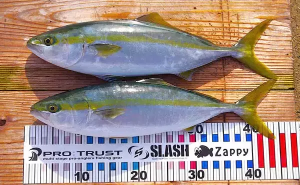 「シーズン最後のジギング釣行でハマチをキャッチ！【明石沖】今シーズンは苦戦続き」の画像