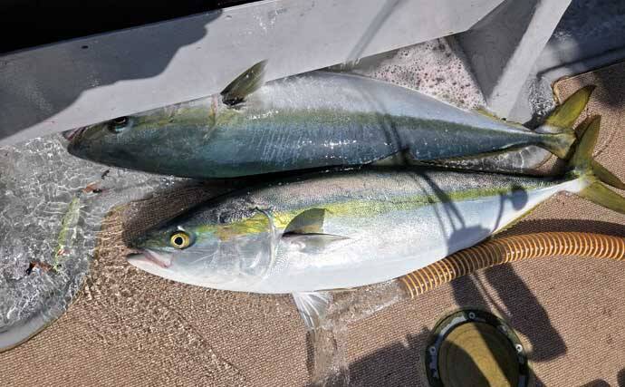 「寒ブリ並みに脂ノリノリ！」若狭湾ジギングでブリが連発【あみや渡船・JIG‐BOY】