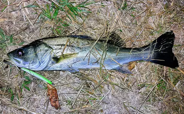 「なぜシーバスはルアーで釣れるのか？　【形・動き・レンジ】が最重要ポイント」の画像