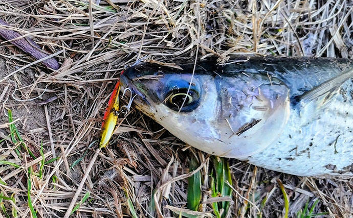 なぜシーバスはルアーで釣れるのか？　【形・動き・レンジ】が最重要ポイント