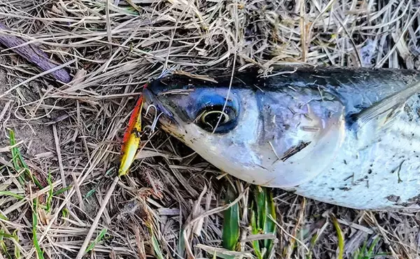 「なぜシーバスはルアーで釣れるのか？　【形・動き・レンジ】が最重要ポイント」の画像