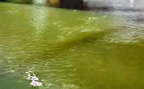 「なぜシーバスはルアーで釣れるのか？　【形・動き・レンジ】が最重要ポイント」の画像