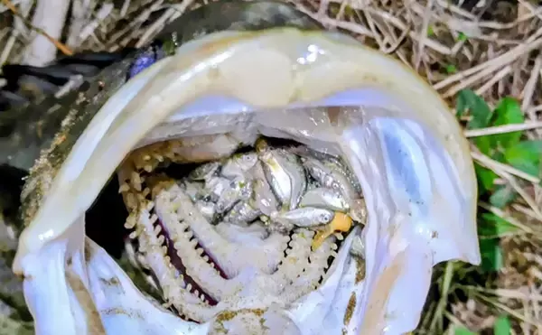 「なぜシーバスはルアーで釣れるのか？　【形・動き・レンジ】が最重要ポイント」の画像
