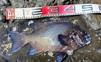 「50cm超クチジロ級も登場！」地磯の石物釣りでイシガキダイ連発【静岡】半割ウニ＆エビ作戦が奏功