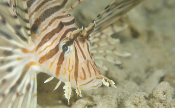 水中で魚を撮影するなら昼よりも夜がオススメな理由　魚に近づきやすいくなるから？
