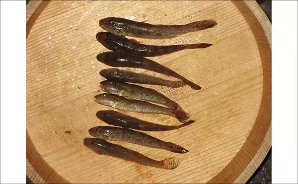 「紀ノ川河口のハゼが復調の兆し　シーズン遅れなら年明けまで狙える可能性も」の画像