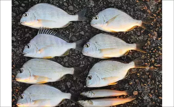 「紀ノ川河口のハゼが復調の兆し　シーズン遅れなら年明けまで狙える可能性も」の画像