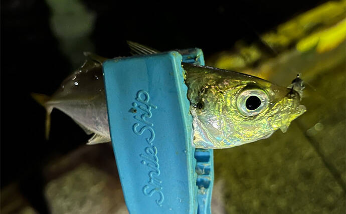 「彼女の釣り才能が開花？」波止アジング釣行でアジが連発【泉佐野】