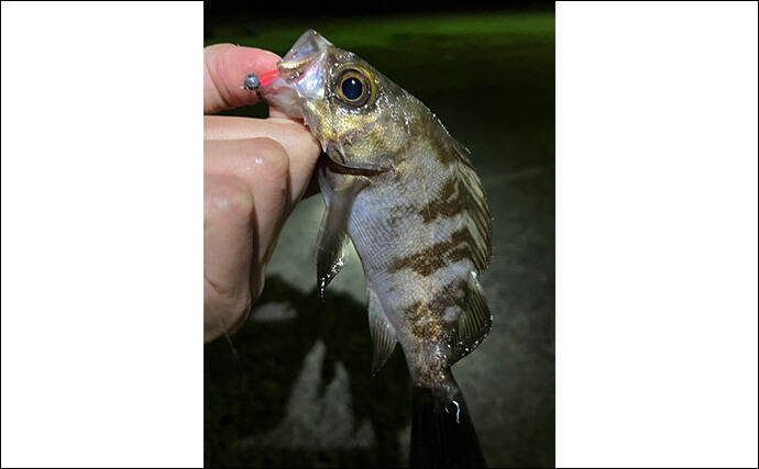 「彼女の釣り才能が開花？」波止アジング釣行でアジが連発【泉佐野】
