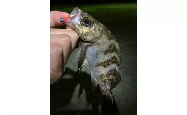 「「彼女の釣り才能が開花？」波止アジング釣行でアジが連発【泉佐野】」の画像