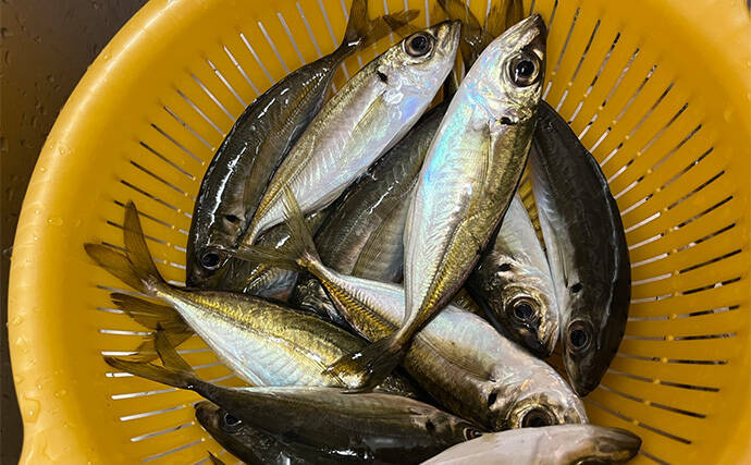 「彼女の釣り才能が開花？」波止アジング釣行でアジが連発【泉佐野】