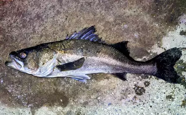 「真冬の低水温期こそボトムを狙うべし！」 リバーシーバスゲームで50cm級をキャッチ