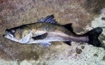 「真冬の低水温期こそボトムを狙うべし！」 リバーシーバスゲームで50cm級をキャッチ