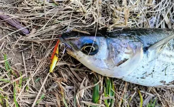 「「真冬の低水温期こそボトムを狙うべし！」 リバーシーバスゲームで50cm級をキャッチ」の画像