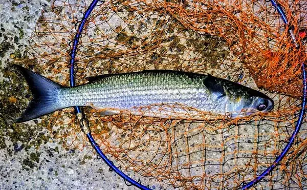 「「真冬の低水温期こそボトムを狙うべし！」 リバーシーバスゲームで50cm級をキャッチ」の画像