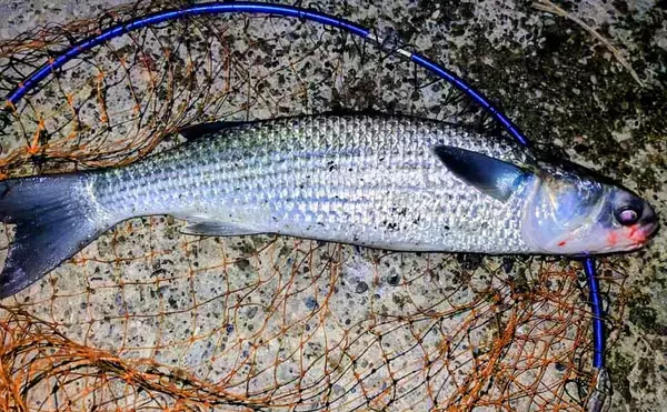 「「真冬の低水温期こそボトムを狙うべし！」 リバーシーバスゲームで50cm級をキャッチ」の画像